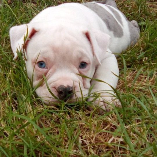 Aslan Mâle American Bully