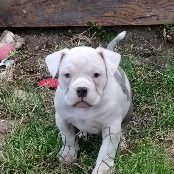 chiot American Bully blanc bleu merle Aslan élevage val beauty