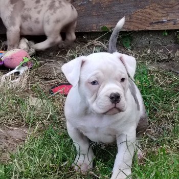 chiot American Bully blanc bleu merle Aslan élevage val beauty
