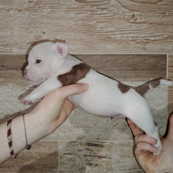 chiot American Bully blanc/chocolat élevage val beauty