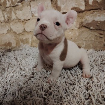 chiot American Bully blanc/chocolat Amiral élevage val beauty