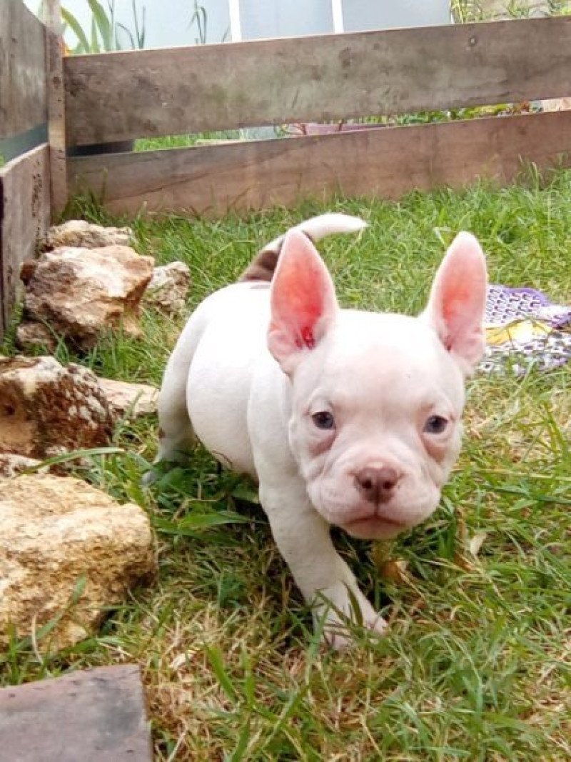Amiral Mâle American Bully
