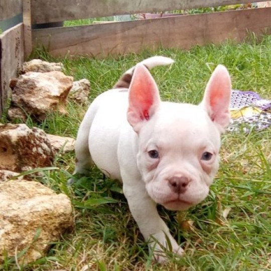 Amiral Mâle American Bully