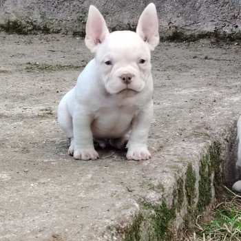 chiot American Bully blanc/chocolat Amiral élevage val beauty