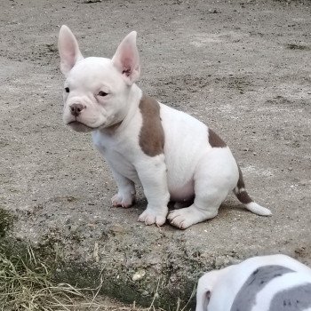 chiot American Bully blanc/chocolat Amiral élevage val beauty