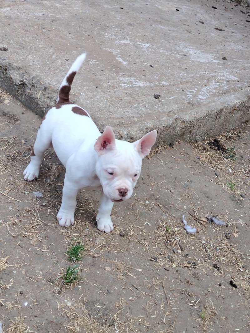 Amiral Mâle American Bully