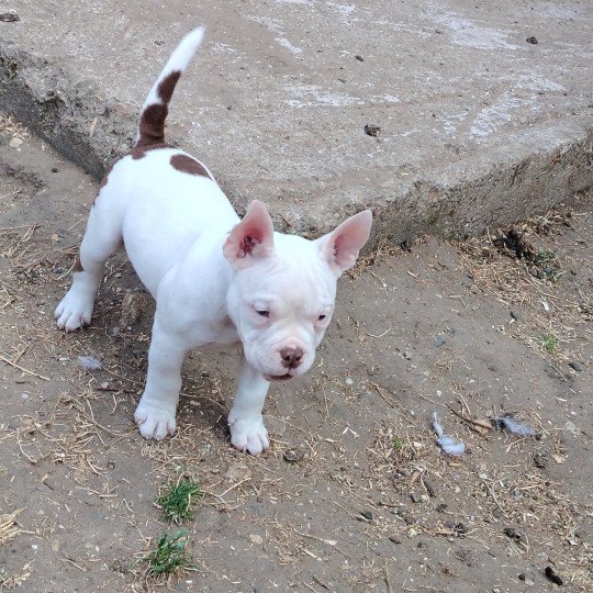 Amiral Mâle American Bully