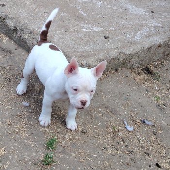 chiot American Bully blanc/chocolat Amiral élevage val beauty