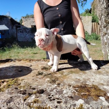 chiot American Bully blanc/chocolat Amiral élevage val beauty