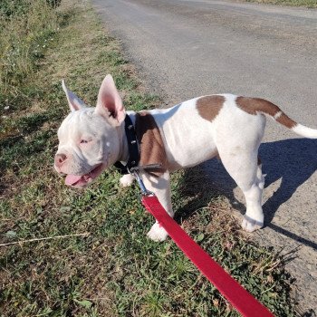 chiot American Bully blanc/chocolat Amiral élevage val beauty