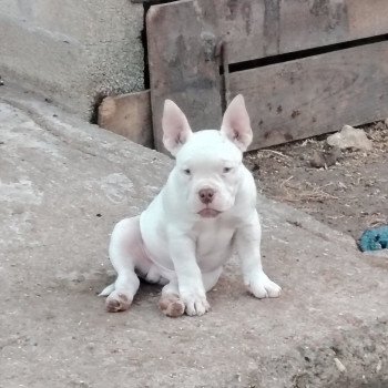 chiot American Bully blanc/chocolat Amiral élevage val beauty
