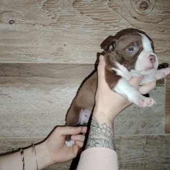 chiot American Bully chocolat élevage val beauty