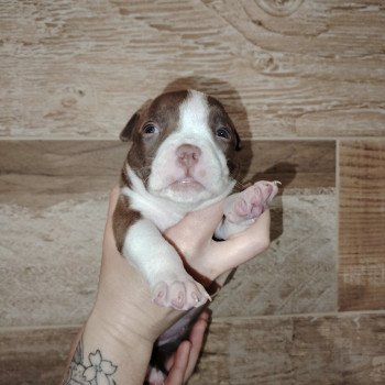 chiot American Bully chocolat élevage val beauty
