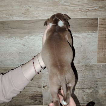 chiot American Bully chocolat élevage val beauty