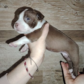 chiot American Bully chocolat élevage val beauty