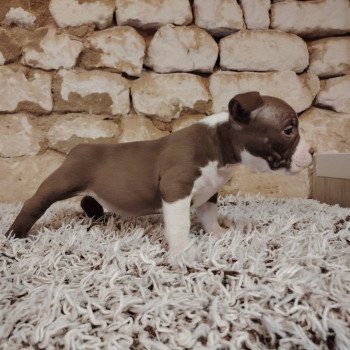 chiot American Bully chocolat Aloha élevage val beauty