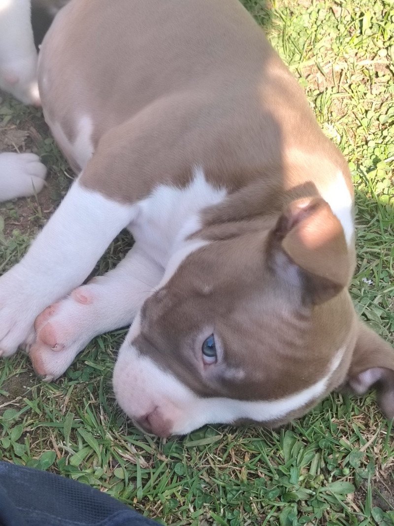 Aloha Femelle American Bully