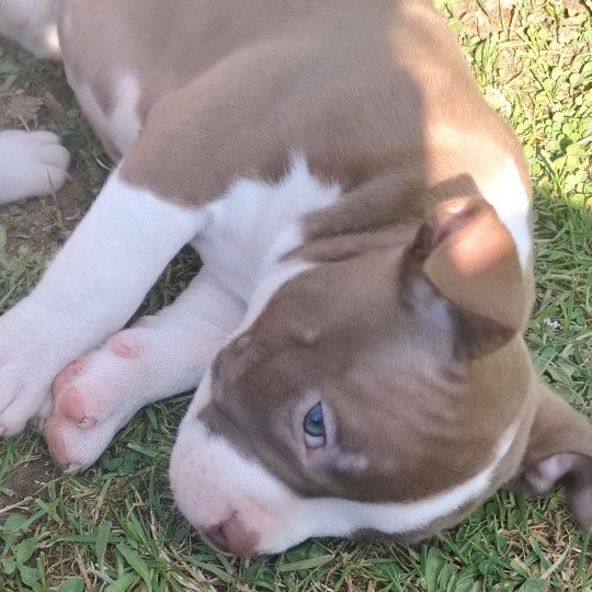 Aloha Femelle American Bully