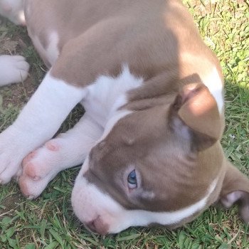 chiot American Bully chocolat Aloha élevage val beauty