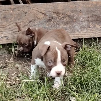 chiot American Bully chocolat Aloha élevage val beauty