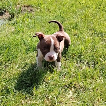 chiot American Bully chocolat Aloha élevage val beauty