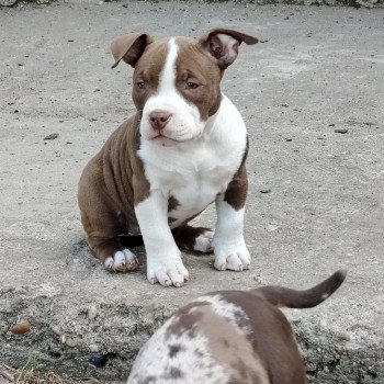chiot American Bully chocolat Aloha élevage val beauty