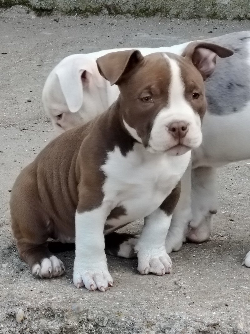Aloha Femelle American Bully