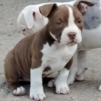chiot American Bully chocolat Aloha élevage val beauty