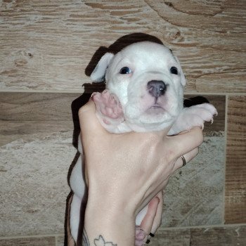 chiot American Bully blanc/ bleu élevage val beauty