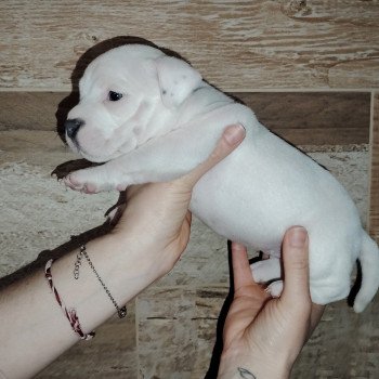 chiot American Bully blanc/ bleu élevage val beauty