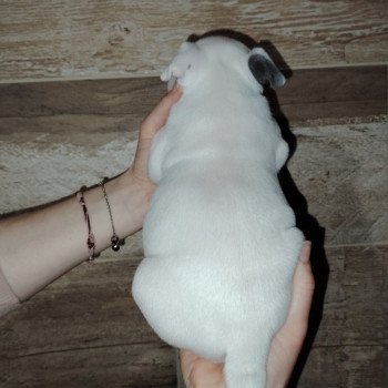 chiot American Bully blanc/ bleu élevage val beauty