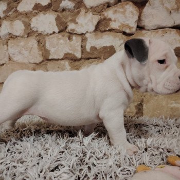 chiot American Bully blanc/ bleu Alaska élevage val beauty