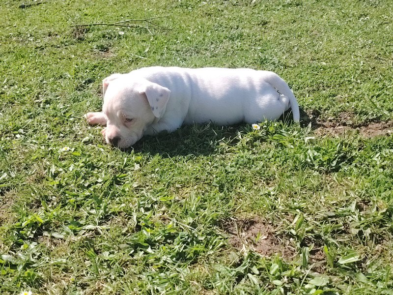 Alaska Femelle American Bully