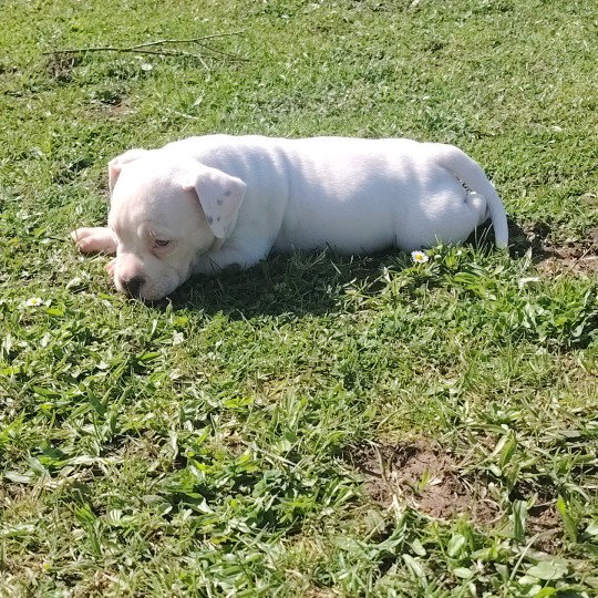 Alaska Femelle American Bully