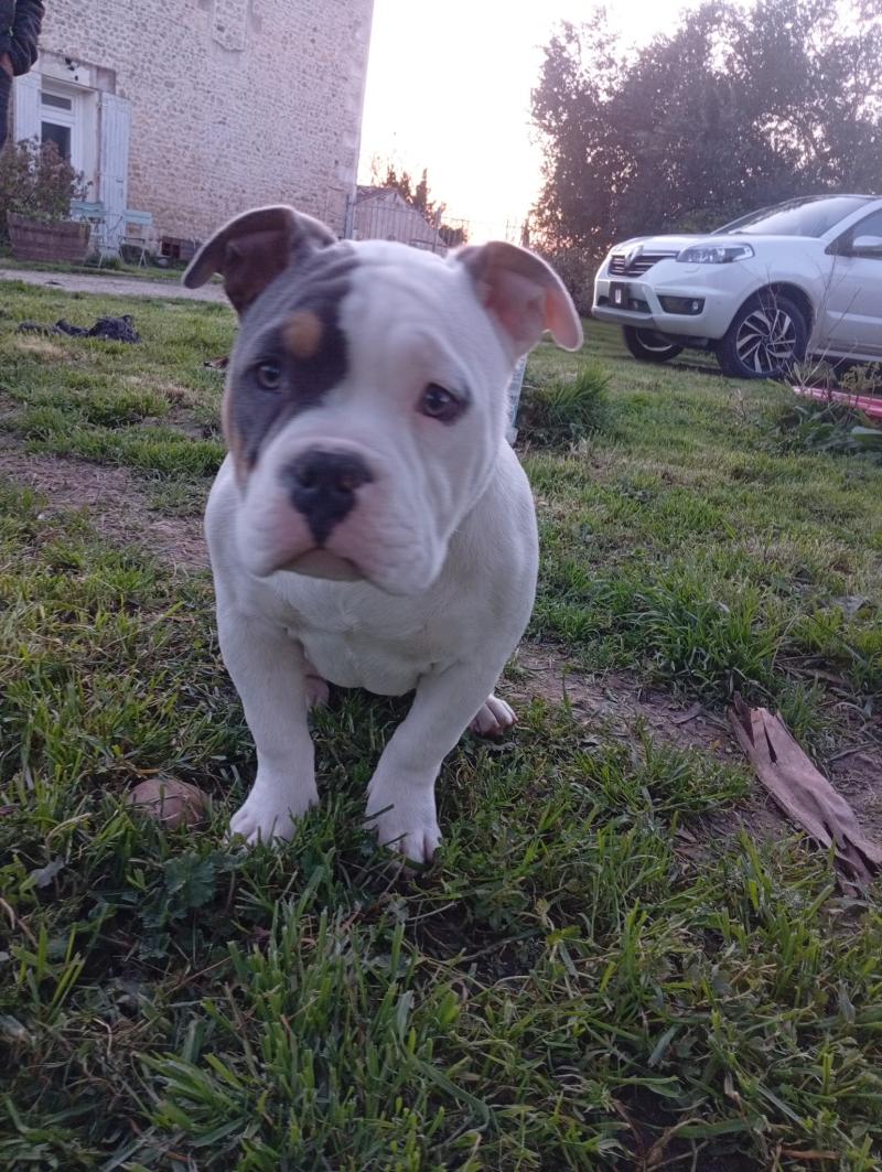 Altesse Femelle American Bully