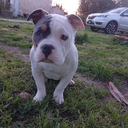 Altesse Femelle American Bully