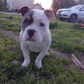 chien American Bully trico bleu blanc Altesse élevage val beauty