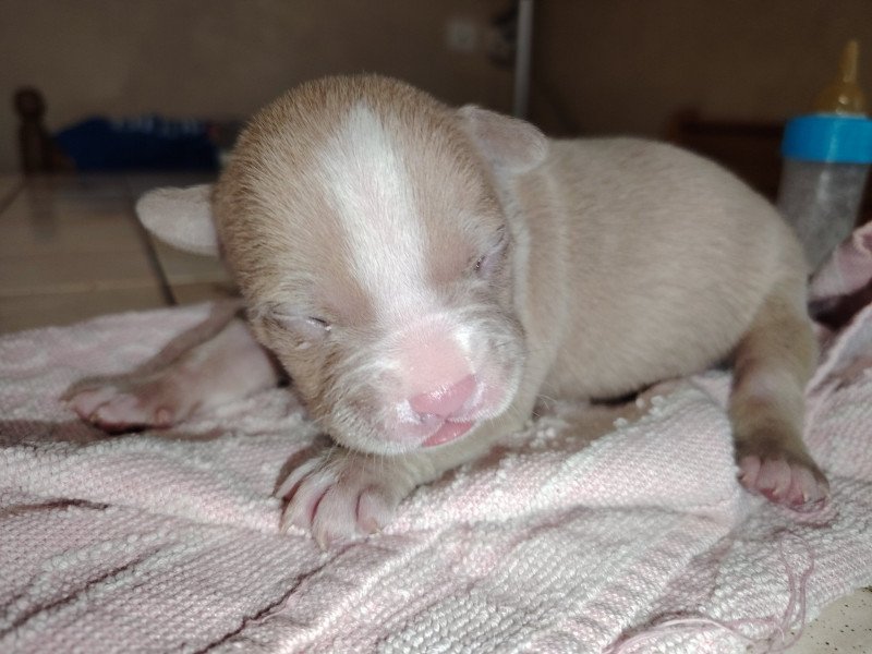 Amour Mâle American Bully