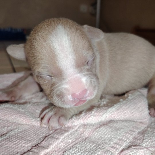Amour Mâle American Bully