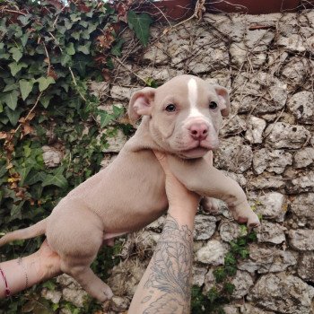 chiot American Bully Lilas Amour élevage val beauty