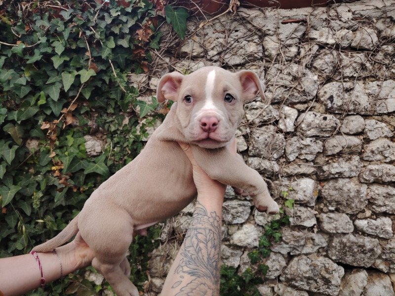 Amour Mâle American Bully