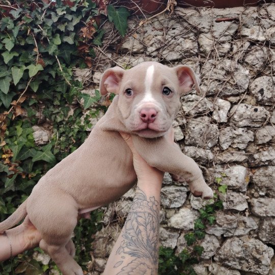 Amour Mâle American Bully