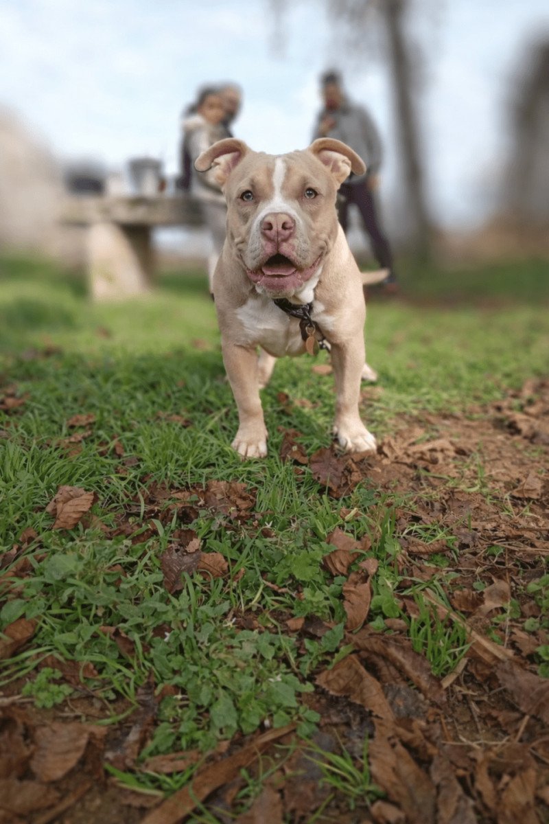 Abyss Mâle American Bully