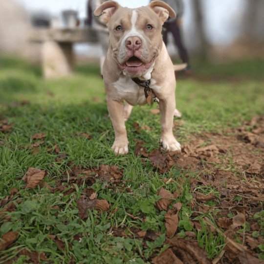 Abyss Mâle American Bully