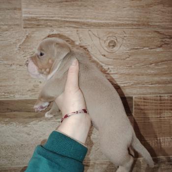 chiot American Bully trico lilac beautiful élevage val beauty