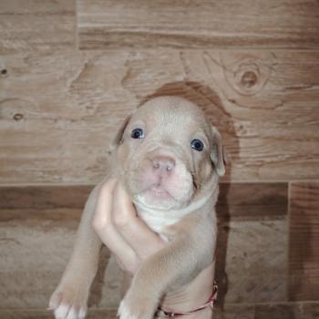 chiot American Bully trico lilac beautiful élevage val beauty