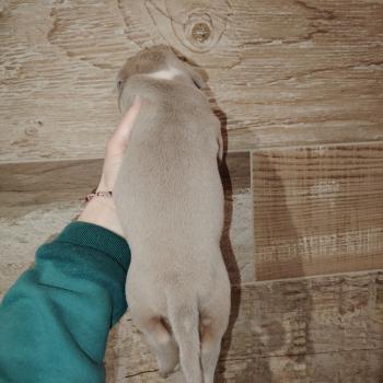 chiot American Bully trico lilac beautiful élevage val beauty
