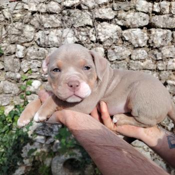 chiot American Bully trico lilac beautiful élevage val beauty