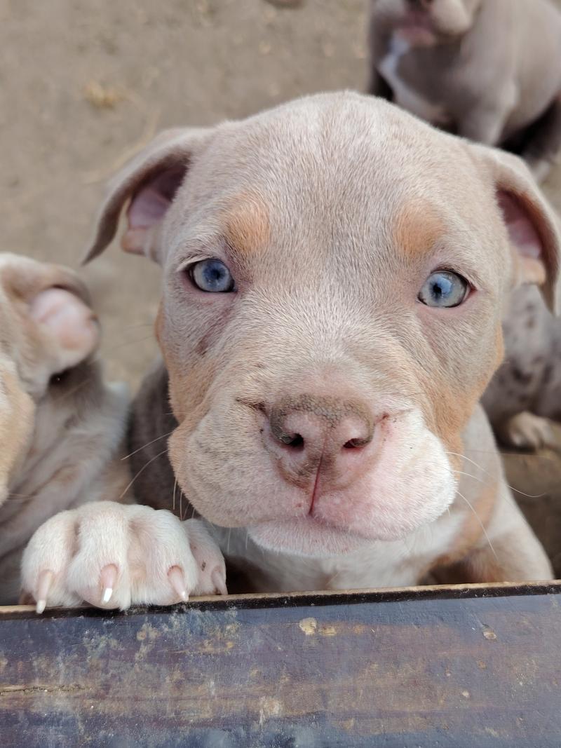 beautiful Femelle American Bully