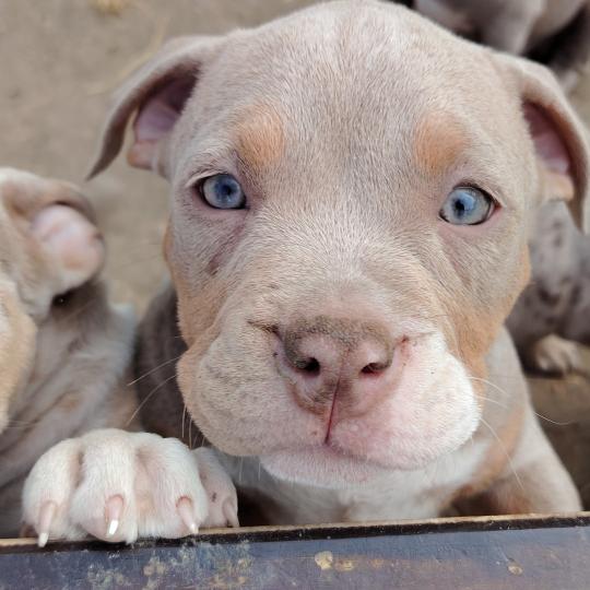 beautiful Femelle American Bully